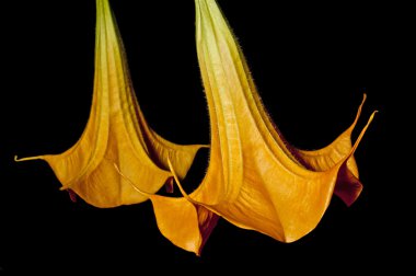 Bloom brugmansia