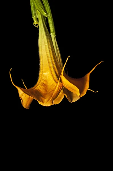 Bloom brugmansia — Stok fotoğraf