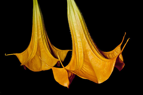 Блум Бругмансии
