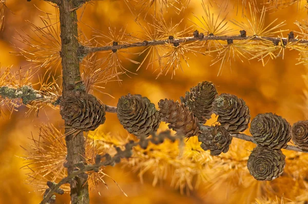 秋の色のカラマツ — ストック写真