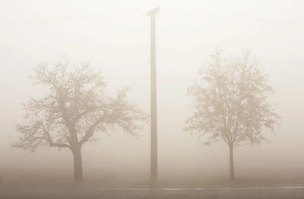 Köd alatt álló fák — Stock Fotó