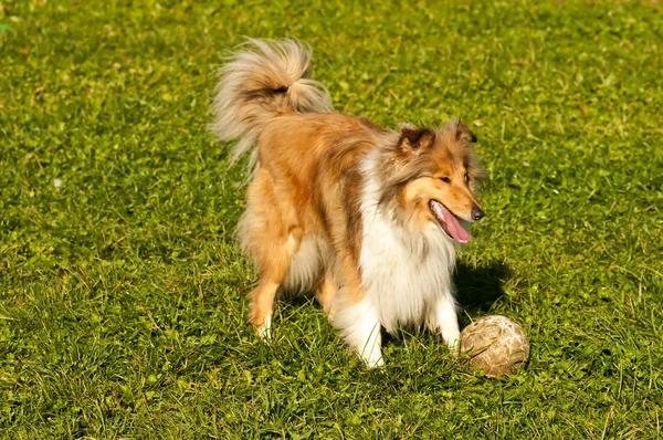 Collie with ball — Stock Photo, Image