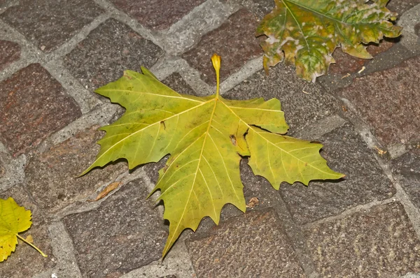 Jesienny liść malowane na brukowiec — Zdjęcie stockowe