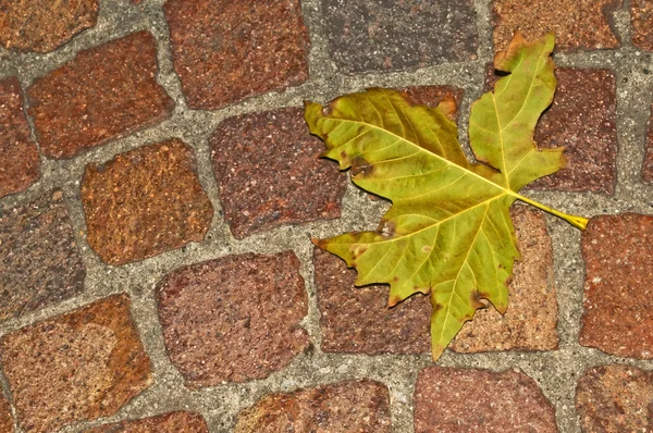 stock image Autumnal painted leaf on cobblestone