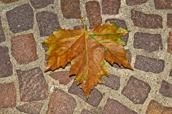 Herbst bemaltes Blatt auf Kopfsteinpflaster — Stockfoto