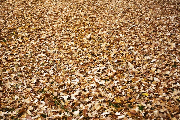 Folhas de cor outonal — Fotografia de Stock