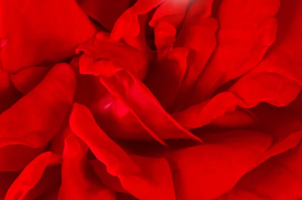 Kronblad röd bulgarisk ros — Stockfoto