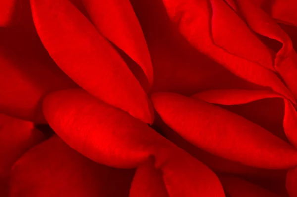 กลีบกุหลาบแดง บัลแกเรีย — ภาพถ่ายสต็อก