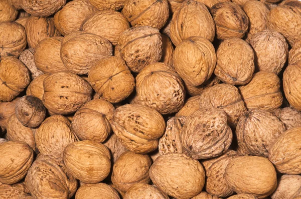 Nieuwe oogst walnoten — Stockfoto