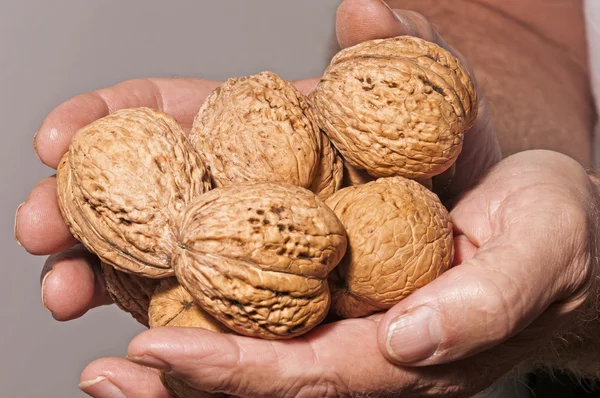 De handen houden grote walnoten. — Stockfoto