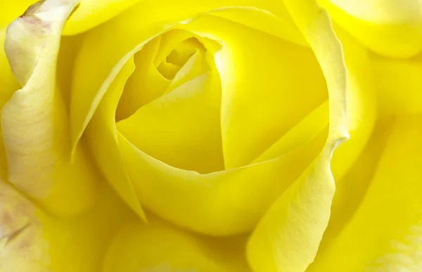 Pétalos rosas amarillas . — Foto de Stock