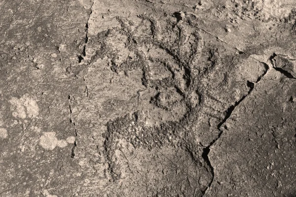 Petroglyph szarvas, Altay mountains — Stock Fotó