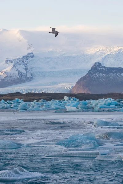 A gaivota voa sobre a Lagoa do Glaciar Jokulsarlon — Fotografia de Stock