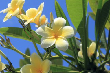 Frangipani flowers clipart