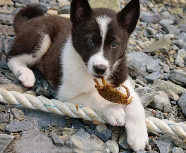 Puppy with crab in jaws — Stock Photo, Image