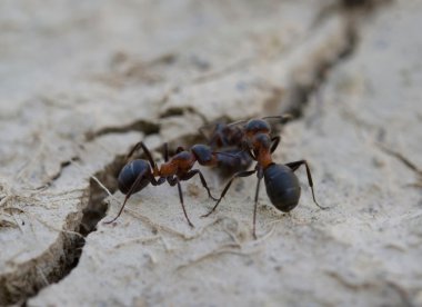 Ants near a booty clipart