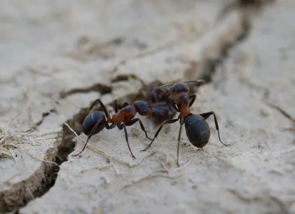 Hormigas cerca de un botín —  Fotos de Stock