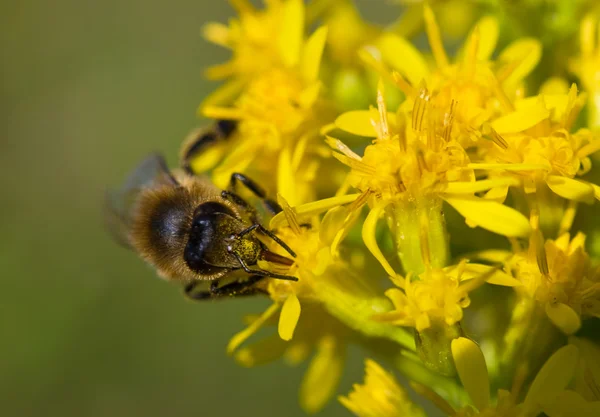La abeja recoge el néctar — Foto de Stock