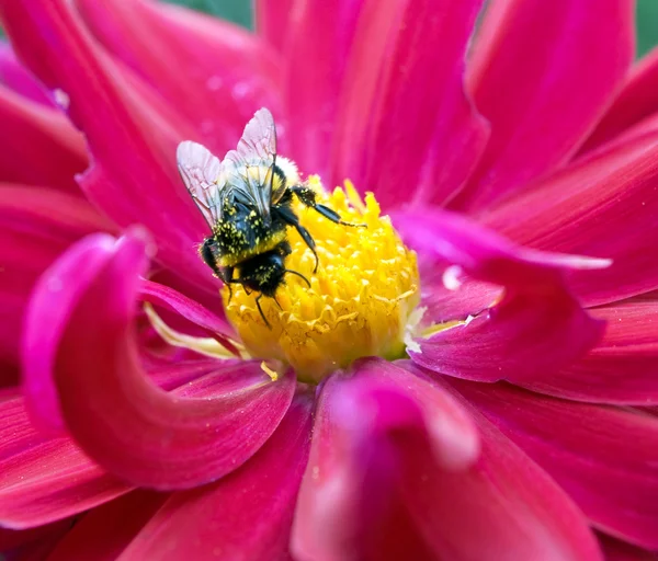 Бамбл-пчела — стоковое фото