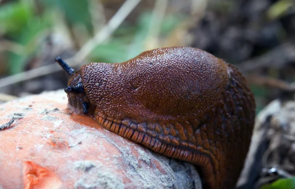 Red slug approaching — Stock Photo, Image