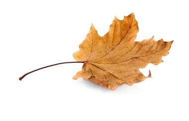 Autumn leaf clipart