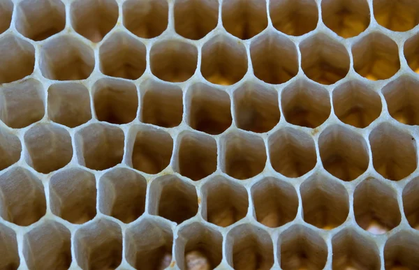 Arı peteğin — Stok fotoğraf