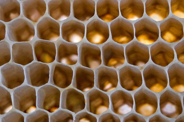 Структура пчелиных сот — стоковое фото
