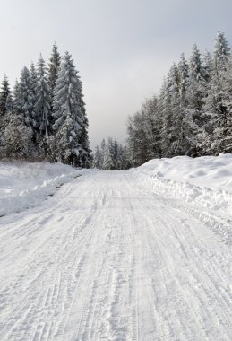 Kış ormanlarında yol