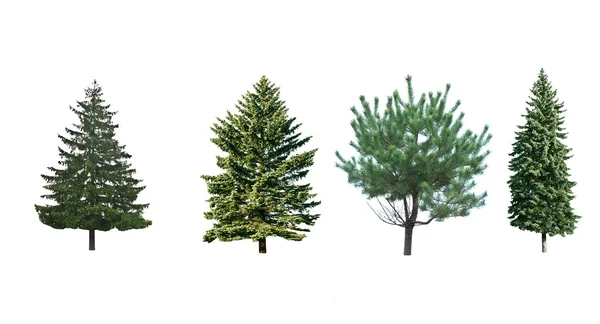 4 つの松の木 — ストック写真
