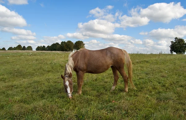 Häst skrubbsår — Stockfoto