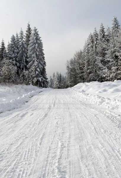 Ścieżka w lesie zimowym — Zdjęcie stockowe