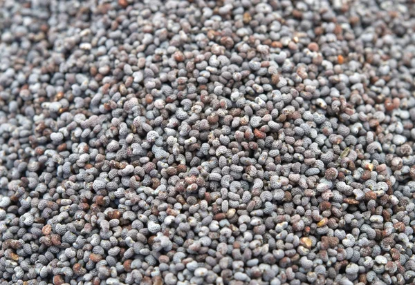 Seed of poppy — Stock Photo, Image