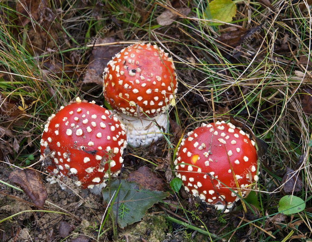 Toxic mushrooms Stock Photo by ©PetroP 7826458