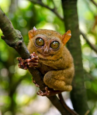 Tarsier clipart