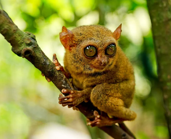 Tarsier — Stock fotografie