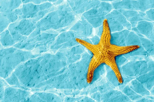 Морская звезда — стоковое фото