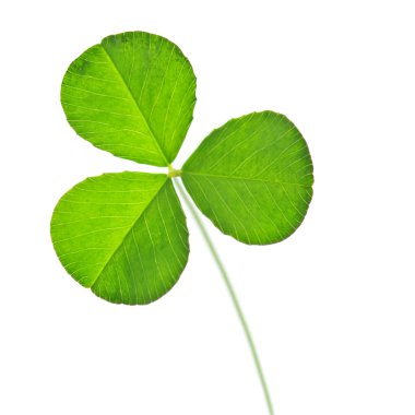 Clover clipart