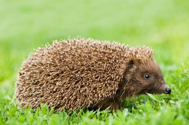 Hedgehog clipart