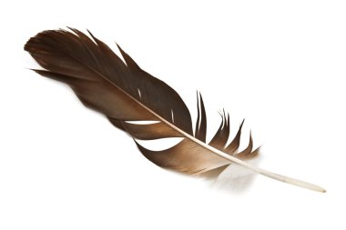 Feather clipart