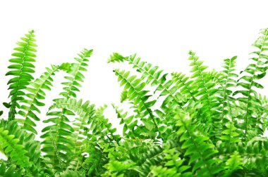 Fern clipart