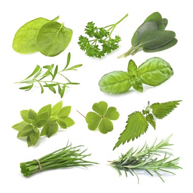 Herb clipart