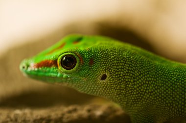 Phelsuma clipart