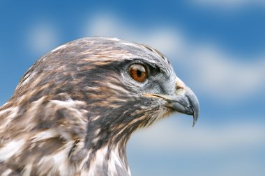 Hawk clipart