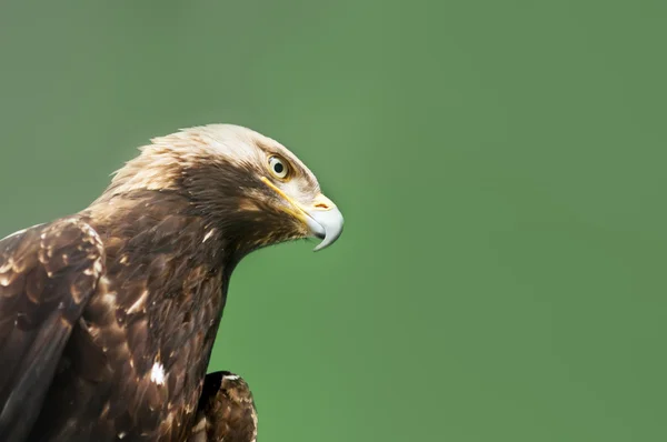 Águila — Foto de Stock