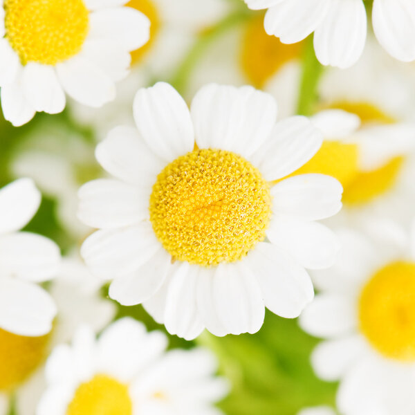 The flower chamomile close up
