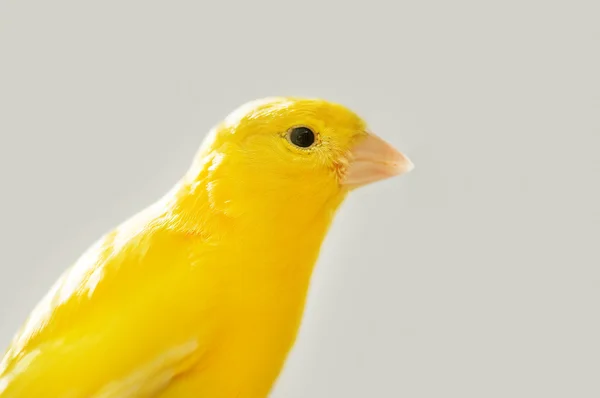 Canaries — Photo