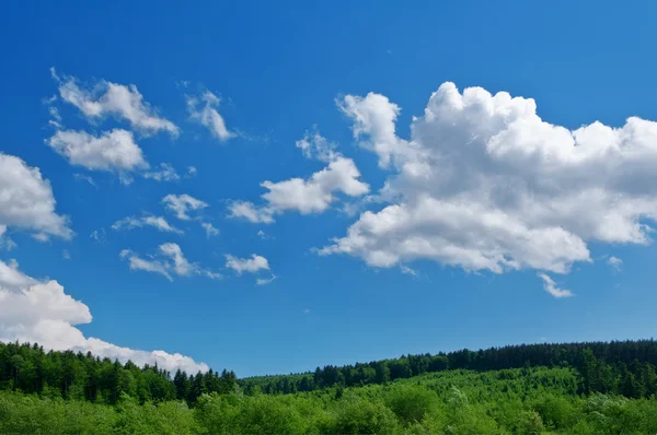 stock image Forest