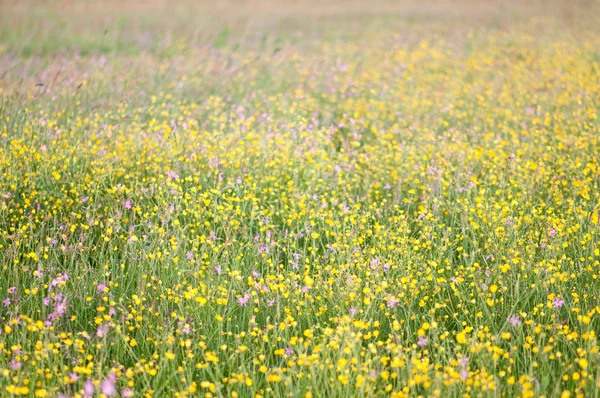 Meadow — Fotografie, imagine de stoc