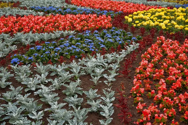 stock image Flower