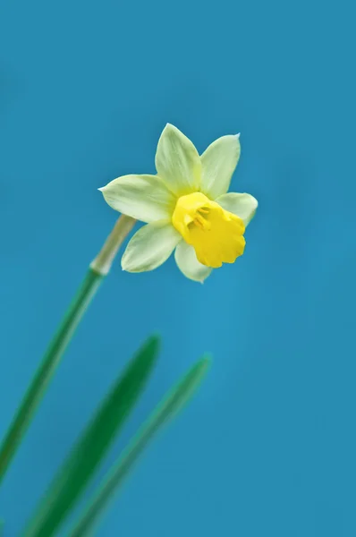 Narcis — Stock fotografie